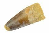 Fossil Spinosaurus Tooth - Real Dinosaur Tooth #346886-1